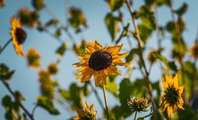 Summer Plant Care