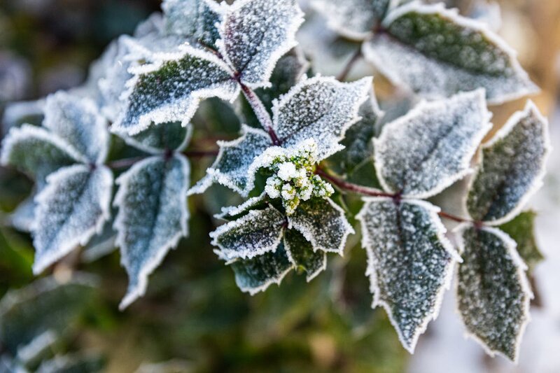 Winter Plant Care
