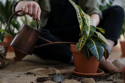 Croton