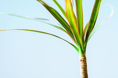 Dracaena