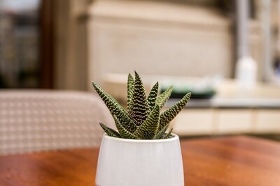 Haworthia
