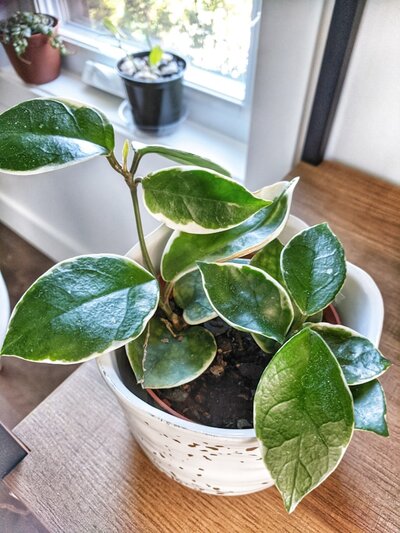 Hoya