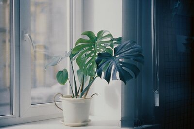 Monstera Deliciosa