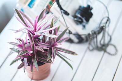Tradescantia