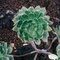 Aeonium