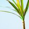 Dracaena