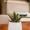 Haworthia