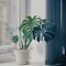 Monstera Deliciosa