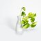 Pothos