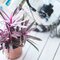 Tradescantia