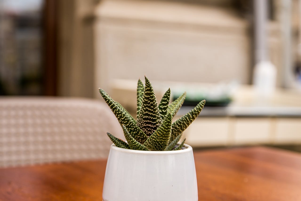 Haworthia