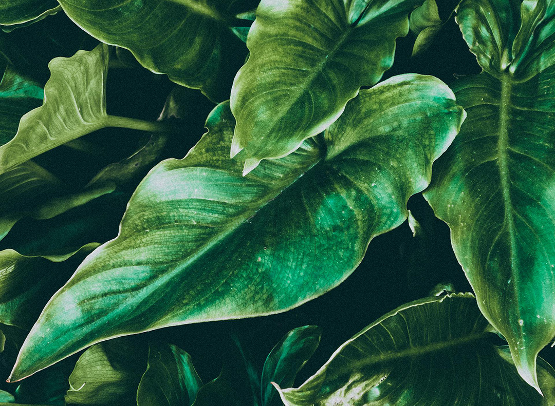 Philodendron