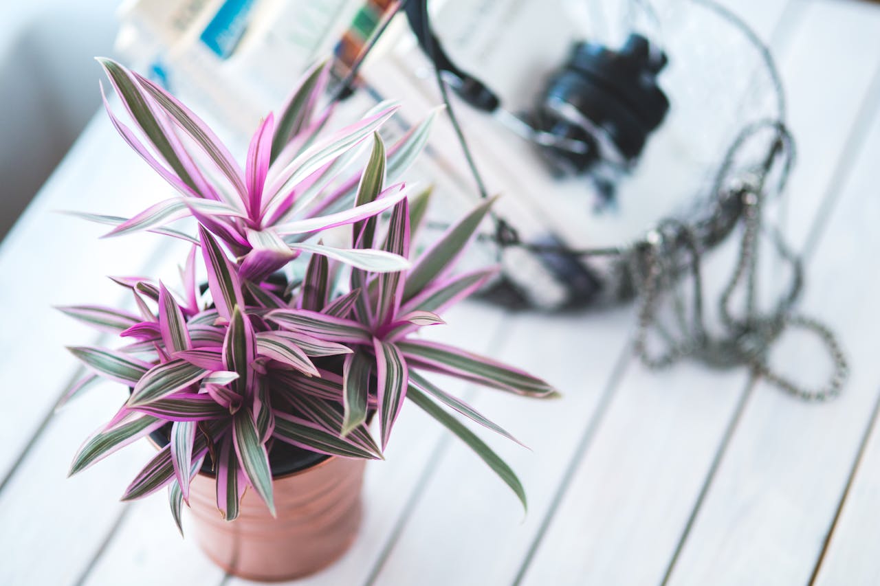 Tradescantia